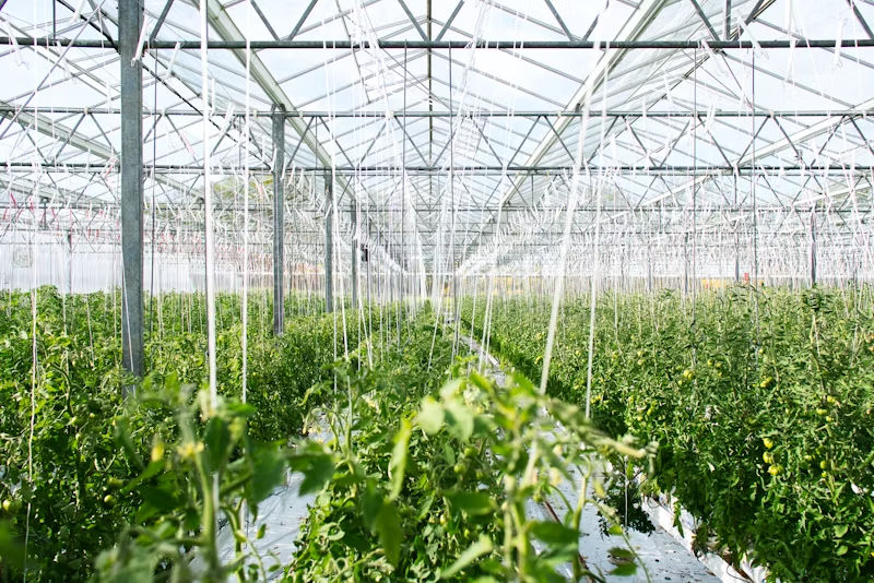 Culture sous serre de tomates et légumes avec du bioCO2