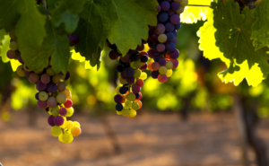 Grappes de vignes