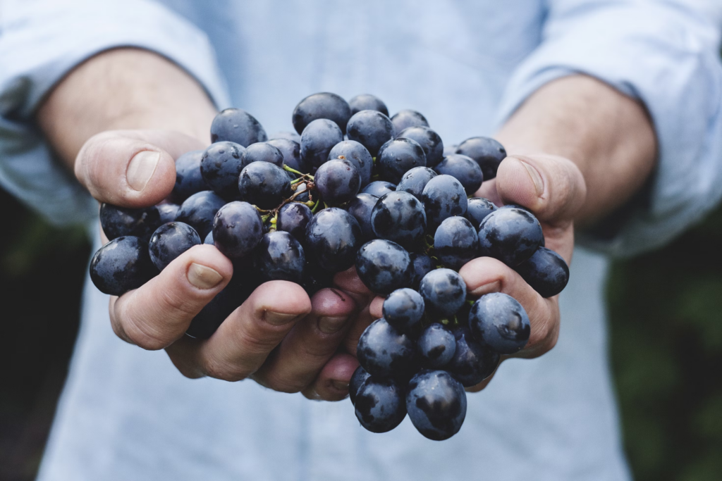 Raisins vigne tenus dans les mains